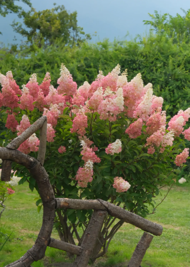 panicle hydrangea - 3