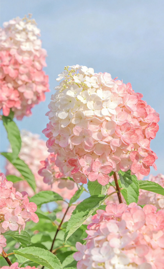 panicle hydrangea - 4