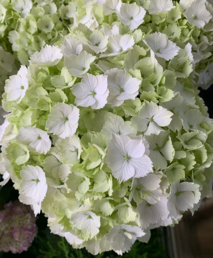 white hydrangea