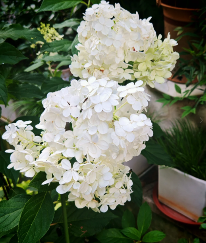 white hydrangea - 7