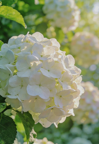 white hydrangea - 4