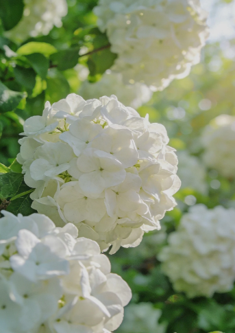 white hydrangea - 3