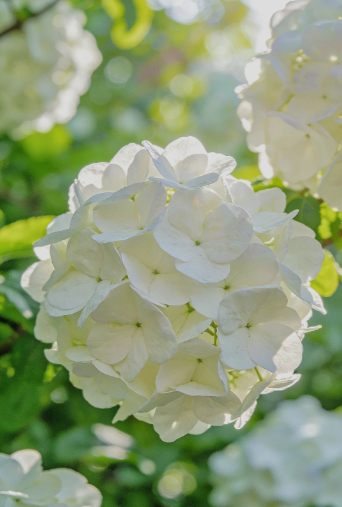 white hydrangea - 5