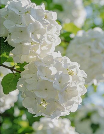 white hydrangea - 6