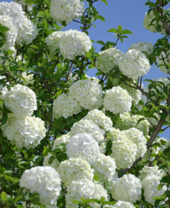 white hydrangea - 2