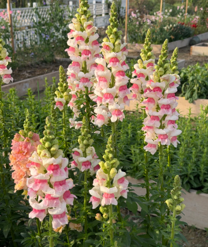 goldfish plant - 4