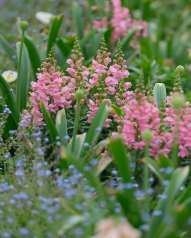 Goldfish grass is a colorful girl's dream