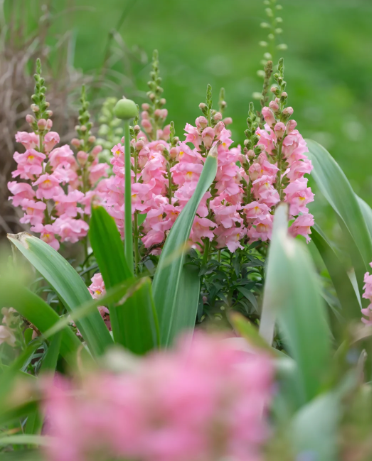 Goldfish grass is a colorful girl's dream - 2