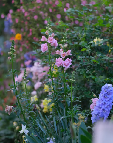 Goldfish grass is a colorful girl's dream - 7