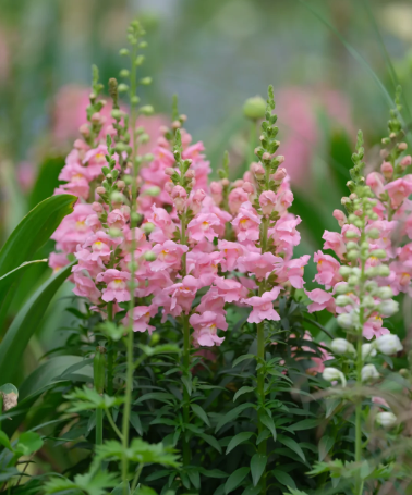 Goldfish grass is a colorful girl's dream - 8