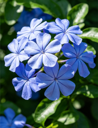 Blue Plumbago