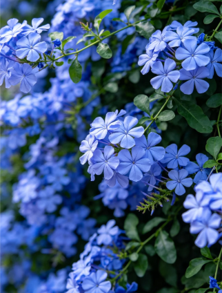 Blue Plumbago - 3