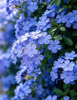 Blue Plumbago - 2