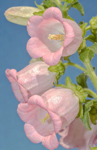 campanula plant - 1