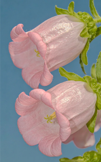 campanula plant - 2