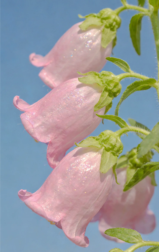 campanula plant - 3