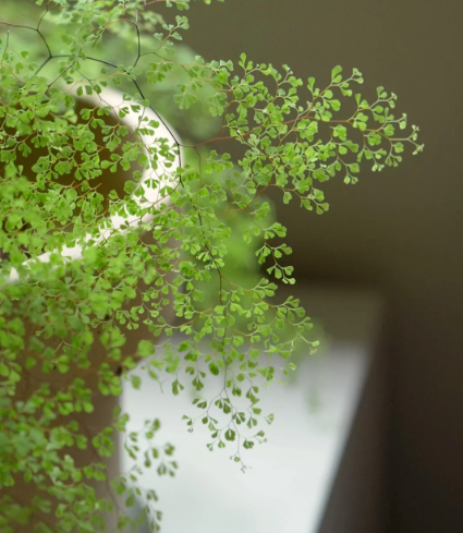 indoor plant identification - 2
