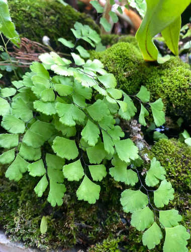 indoor plant identification - 3