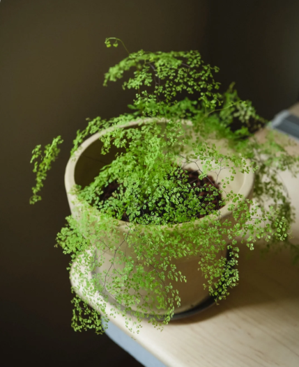 indoor plant identification - 1