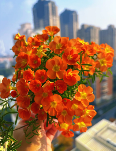 plant identification - 1