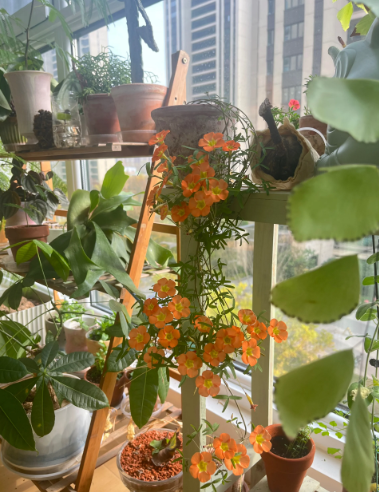 plant identification - 2
