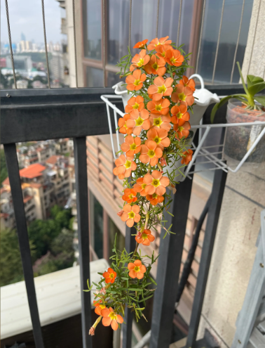 plant identification - 3
