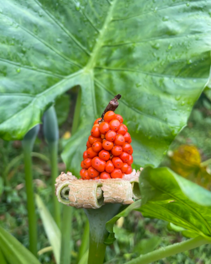 elephant ear plant:Elephant ear plant: taro with elephant ears - 2