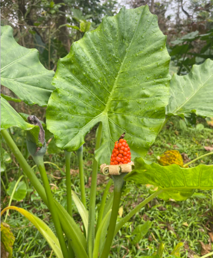 elephant ear plant:Elephant ear plant: taro with elephant ears - 1