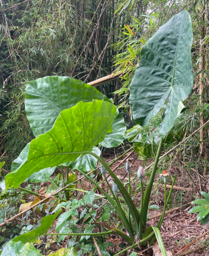elephant ear plant:Elephant ear plant: taro with elephant ears - 3