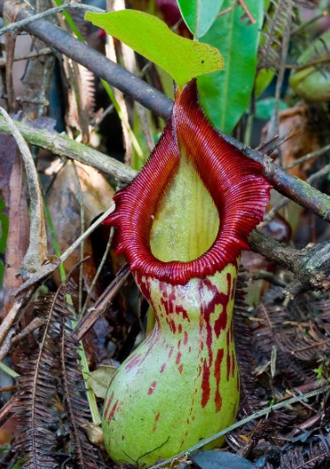 pitcher plant