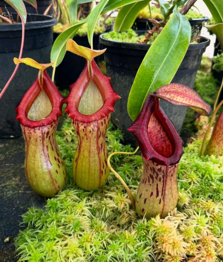 pitcher plant - 2