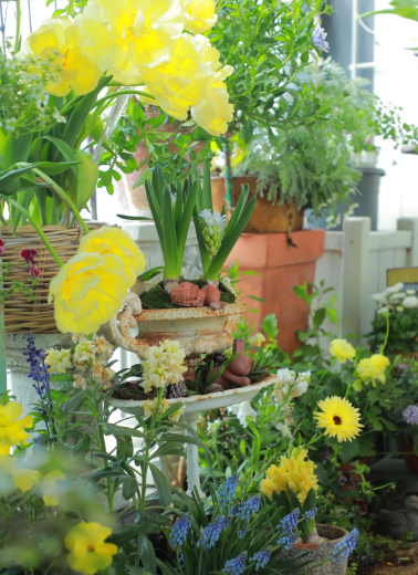 identify house plants - 1