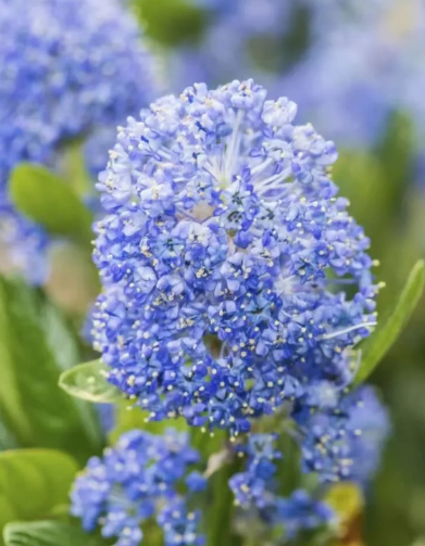 california lilac plants