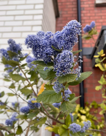 california lilac plants - 2