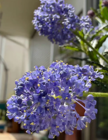 california lilac plants - 3